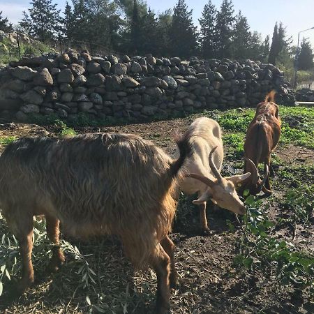 Natura-Eco Farm Luaran gambar