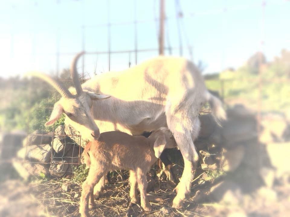 Natura-Eco Farm Luaran gambar
